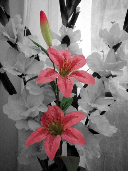 פוטושופ - פרחים מקבלים צבע בתמונה 